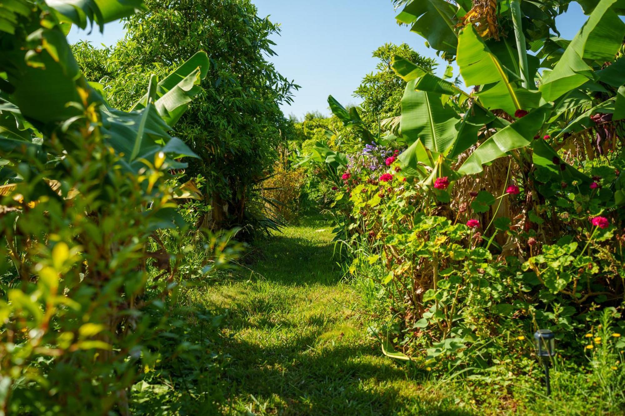 The Plantation Faial Bed & Breakfast Feteira  Ngoại thất bức ảnh