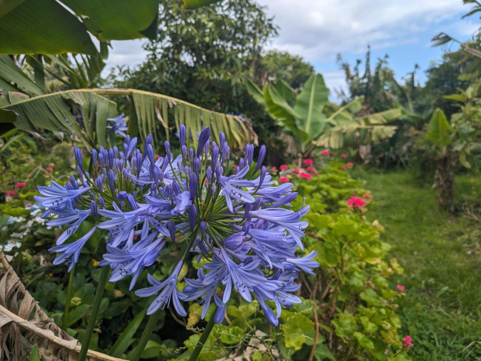 The Plantation Faial Bed & Breakfast Feteira  Ngoại thất bức ảnh